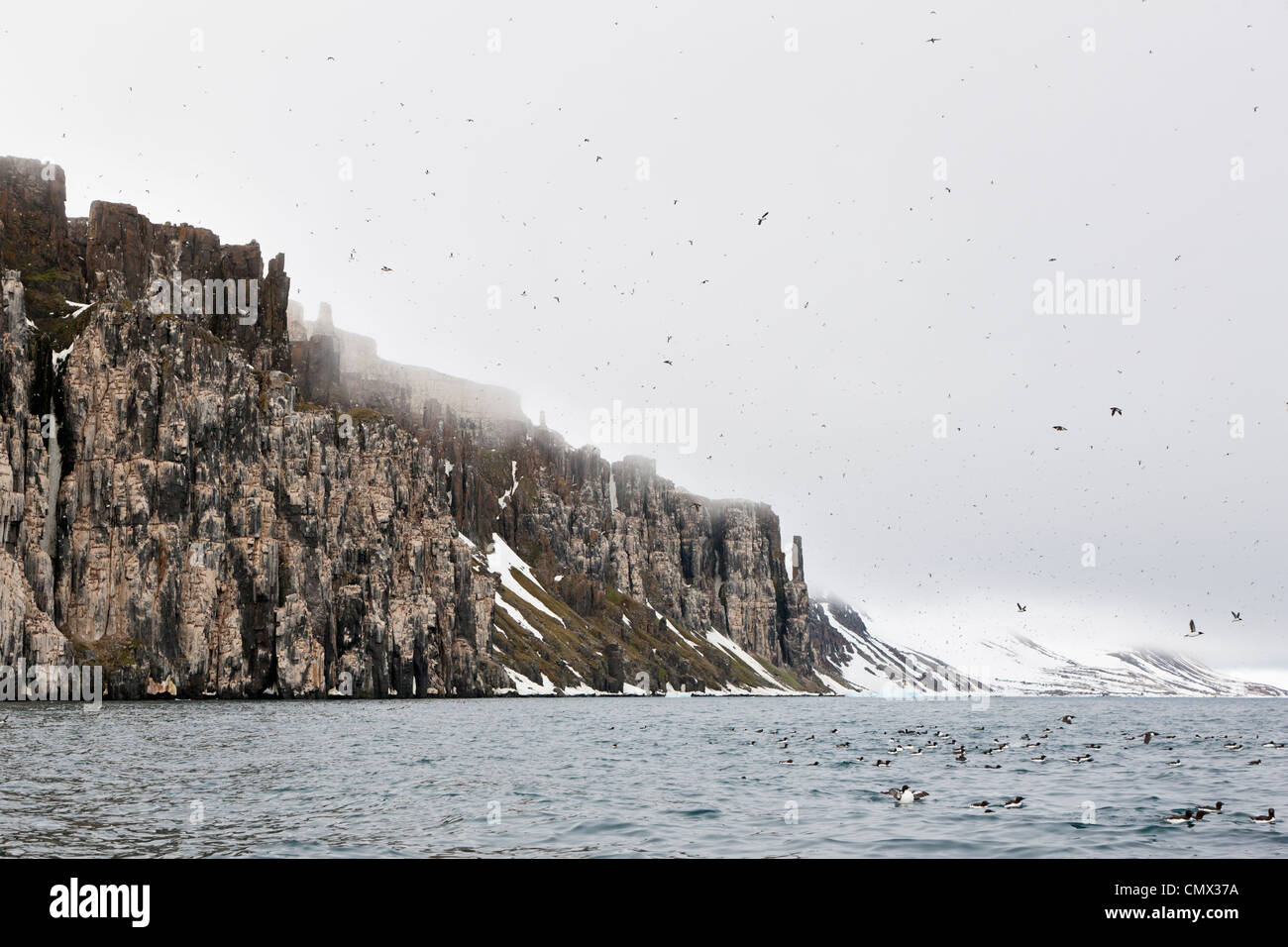 L'Europe, Norvège, Spitzberg, Svalbard, Groupe de mergule flying Banque D'Images
