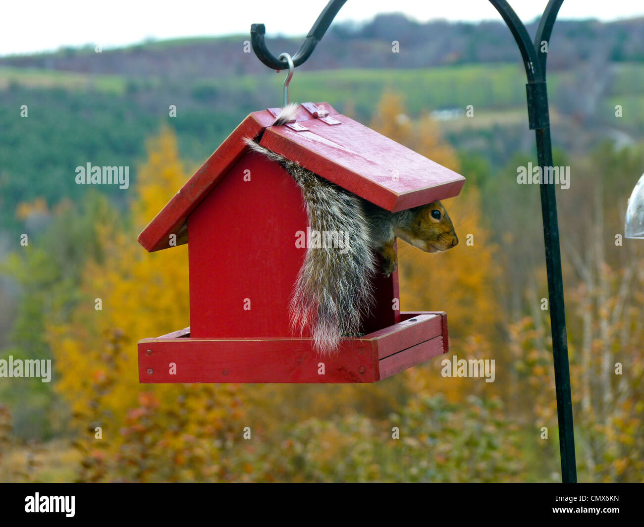 L'écureuil gris assis à l'intérieur mangeoire peeking out sur automne Vermont jour, Peacham VT, USA Banque D'Images