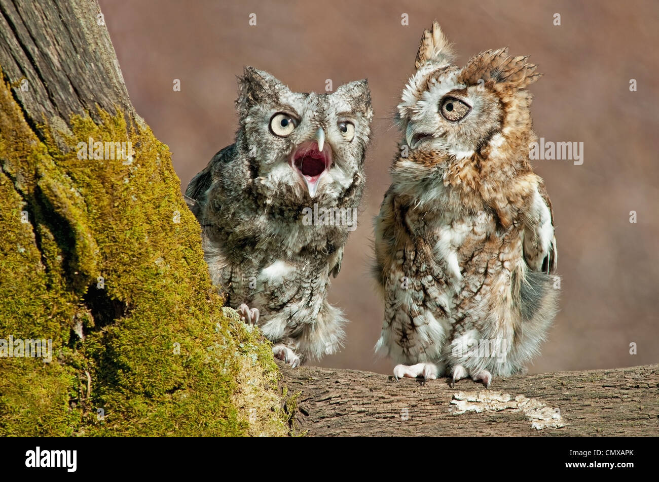 Otus asio Rufous ou Red color phase et Grey Color phase est de l'Amérique du Nord, par Skip Moody//Dembinsky photo Assoc Banque D'Images
