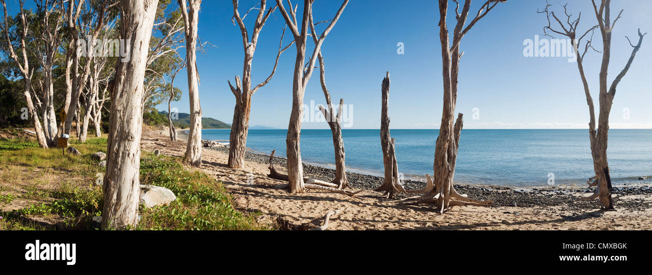 Vieille forêt de Melaleuca à Wangetti Beach, Cairns, Queensland, Australie Banque D'Images