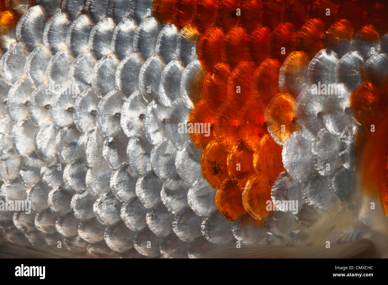 Extreme close up d'écailles de poisson Banque D'Images Extreme close up d'écailles de poisson Banque D'Images