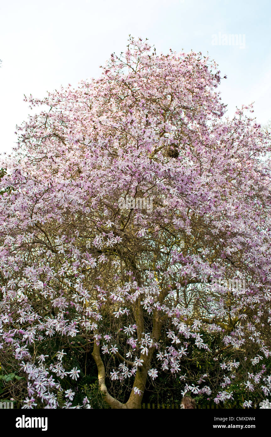 Magnolia x loebneri 'Leonard Messel' Champion, arbre, Savill Garden, Berkshire, England, UK Banque D'Images