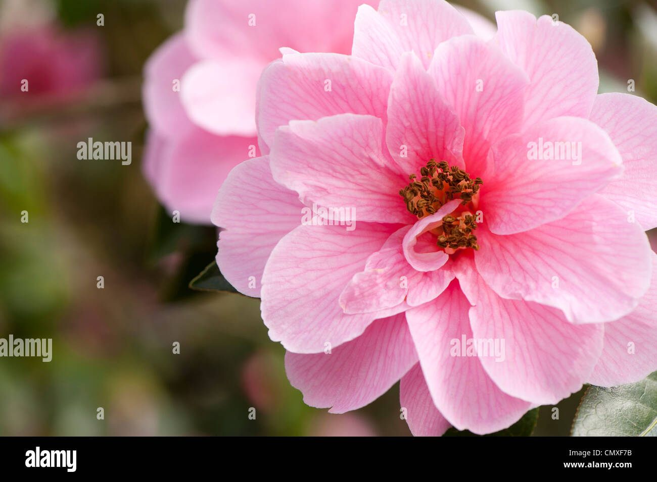 Camellia x williamsii «don' Banque D'Images