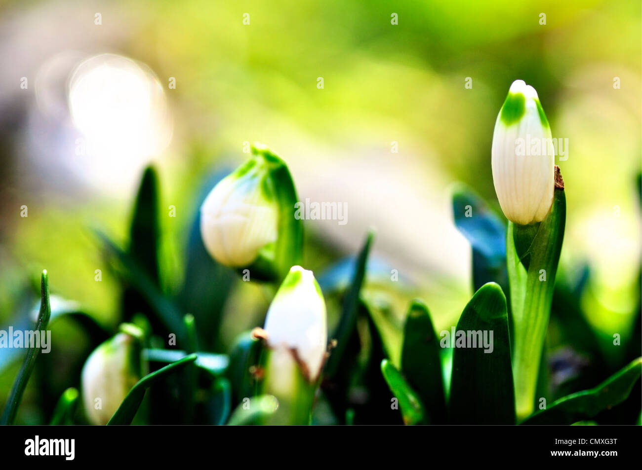 Snowdrop fleurs sont annonciateurs de printemps célèbre Banque D'Images