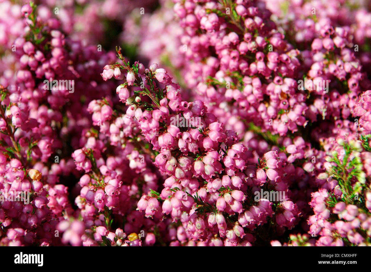 Détail de fleurs roses au marché. Banque D'Images
