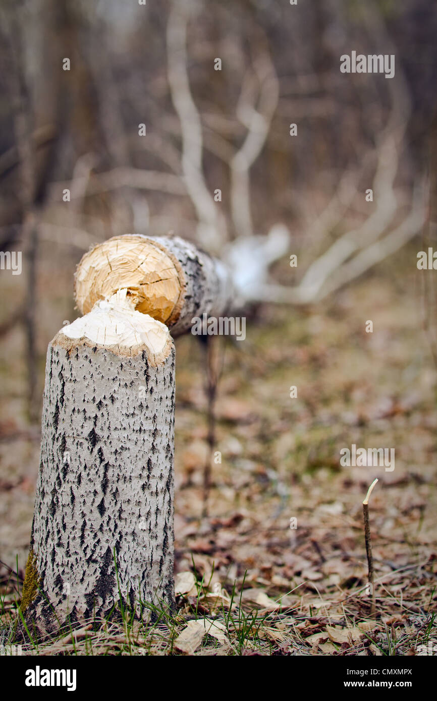 La preuve d'un castor à travailler sur le Tremble arbre, Parc Assiniboine, Winnipeg, Manitoba Banque D'Images