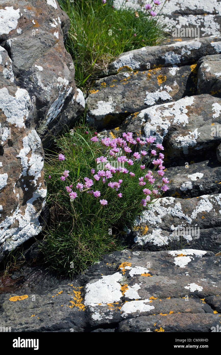 Thrift Claigan Ecosse Ile de Skye Dunvegan Banque D'Images