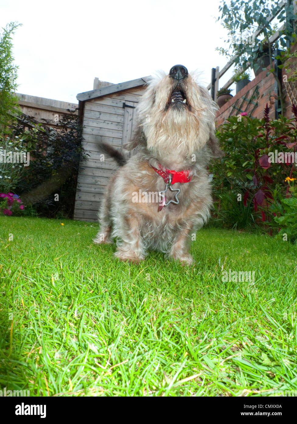 Chien qui aboie dans la saucisse un jardin arrière Banque D'Images