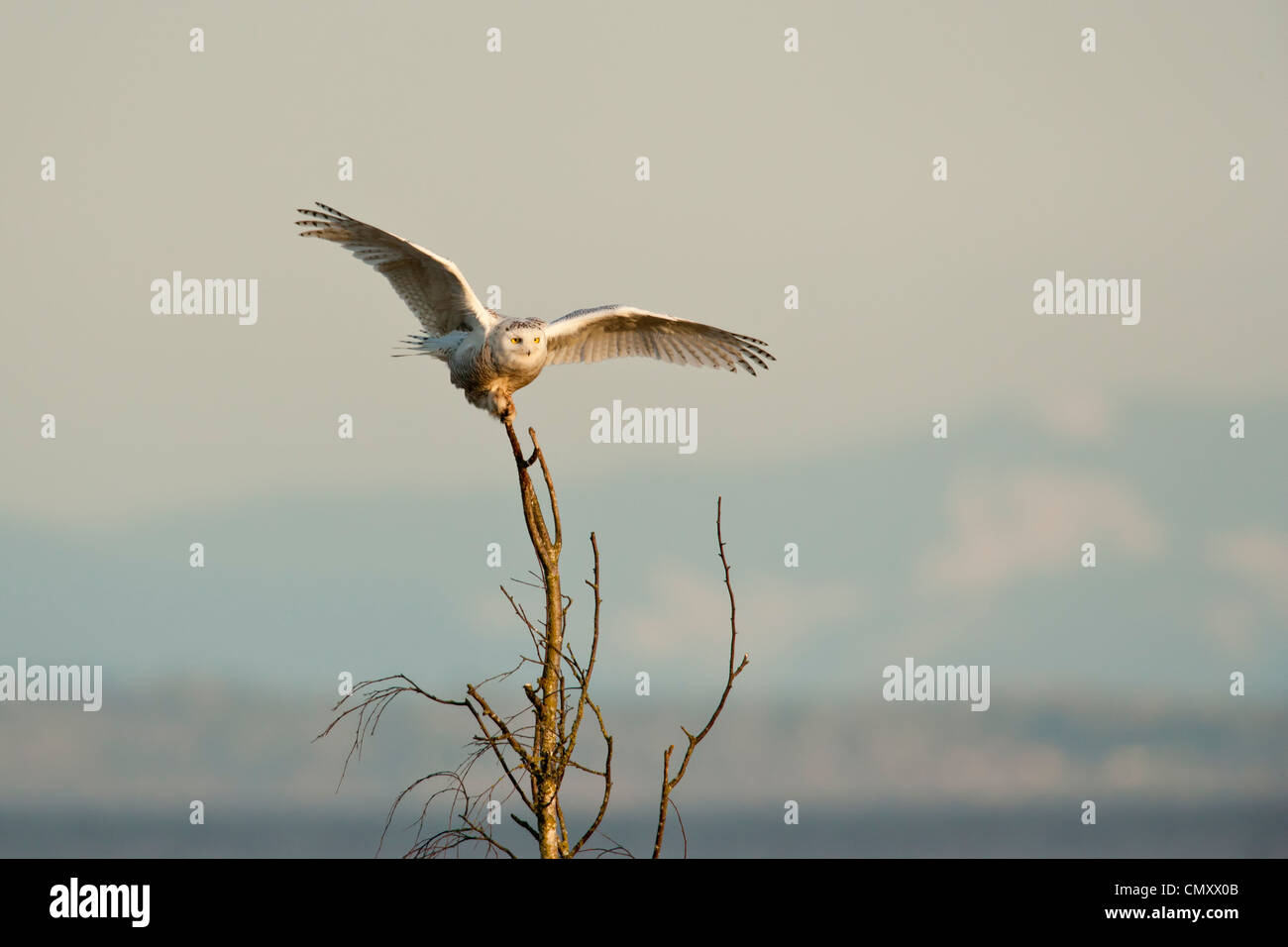 L'atterrissage sur Snowy Owl tree in marsh-Boundary Bay, Colombie-Britannique, Canada. Banque D'Images