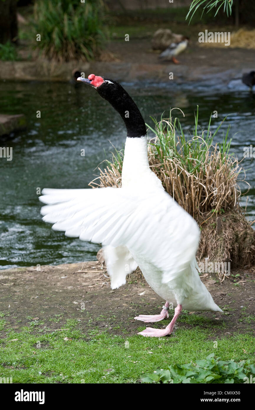 oiseau-blanc-avec-des-ailes-noires-et-un-bec-rose-banque-de