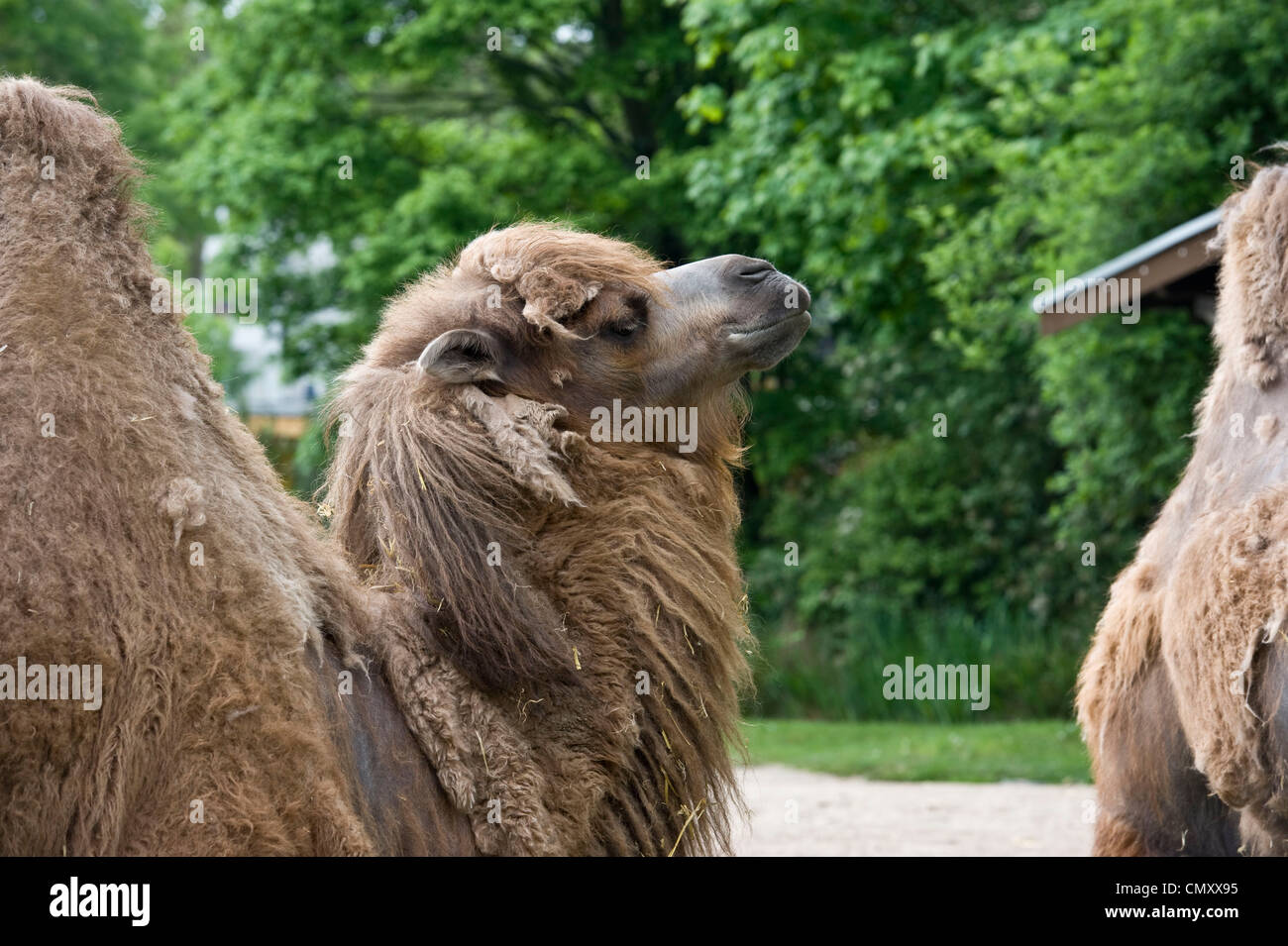 Un plan de profil d'un chameau chameau derrière une autre bordée à la recherche comme ils obtiennent prêt à entrer dans une étable. Banque D'Images