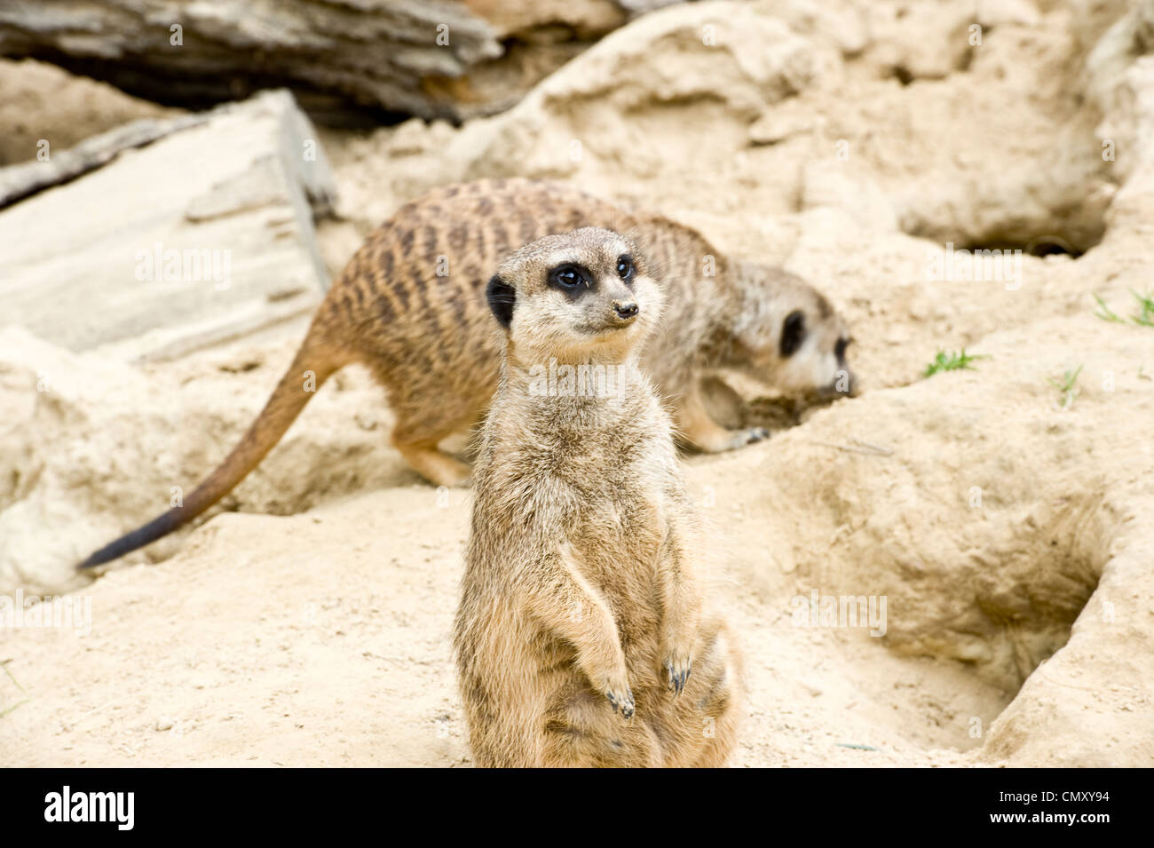 Un meerkat posant pour l'appareil photo alors qu'un autre meerkat est à l'arrière au repos. Banque D'Images