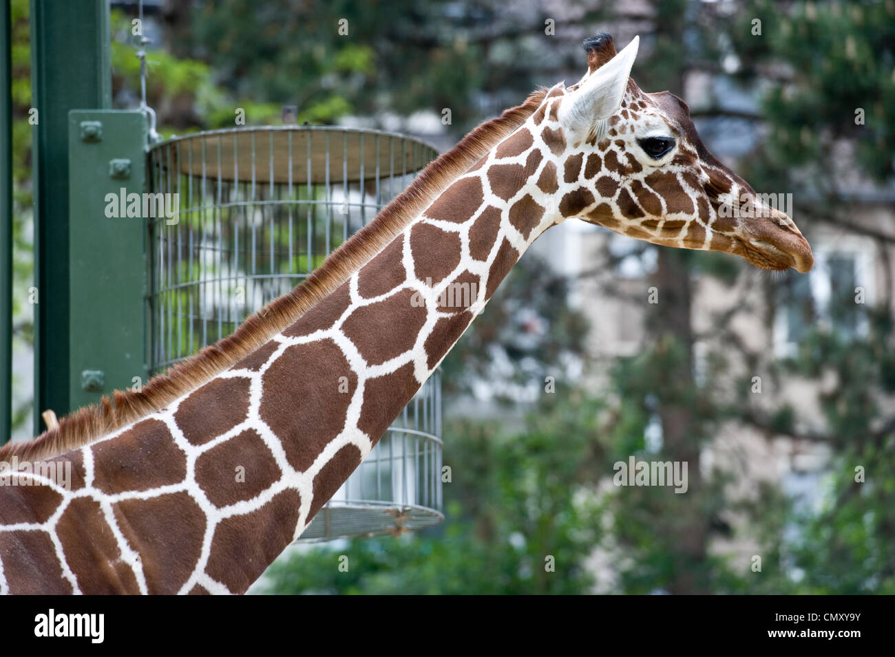 Un profil tourné d'une girafe. Banque D'Images