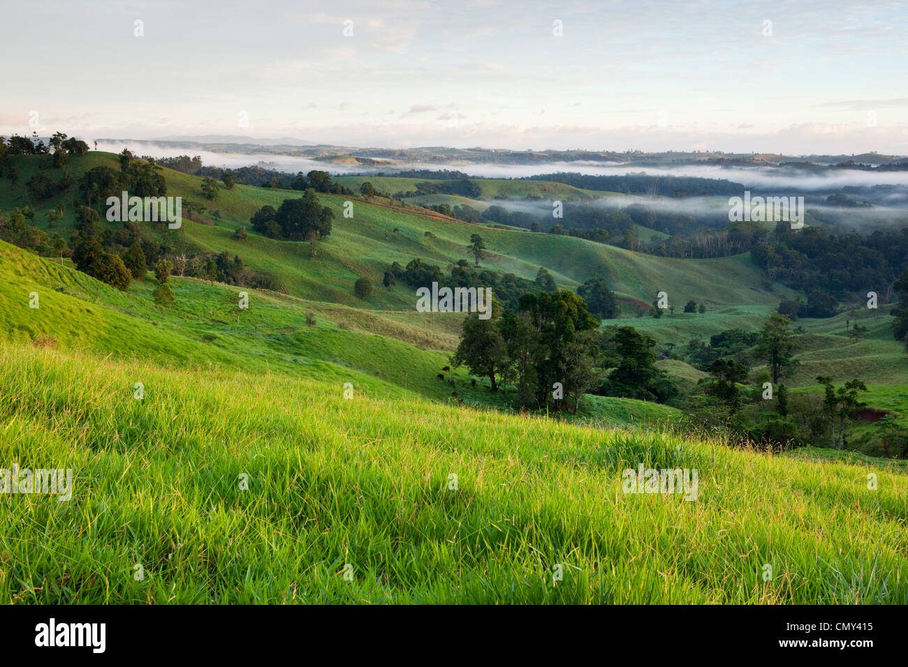 Pâturages vallonnés sur le plateau d'Atherton. Millaa Millaa, Queensland, Australie Banque D'Images