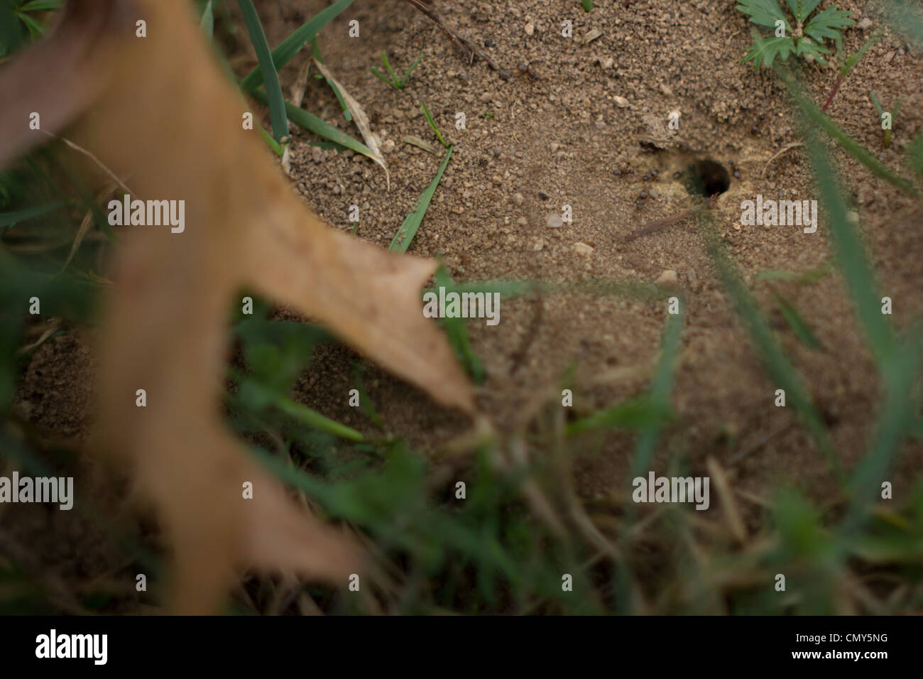 A proximité de la maison vue de fourmis qui retournent dans leur terrier. Banque D'Images