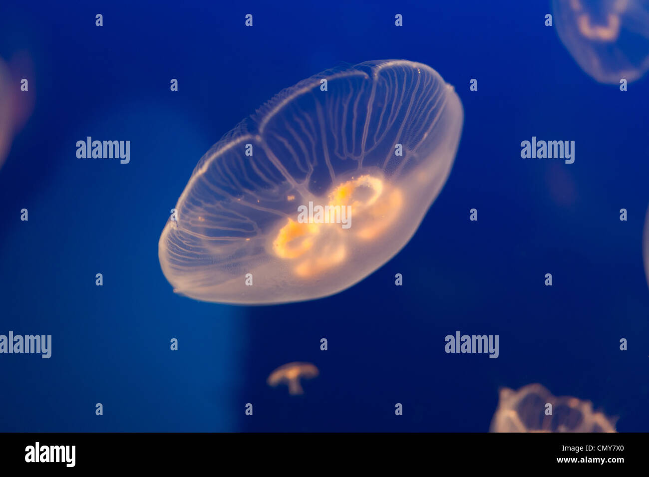 Les méduses avec de l'eau de l'océan bleu Banque D'Images