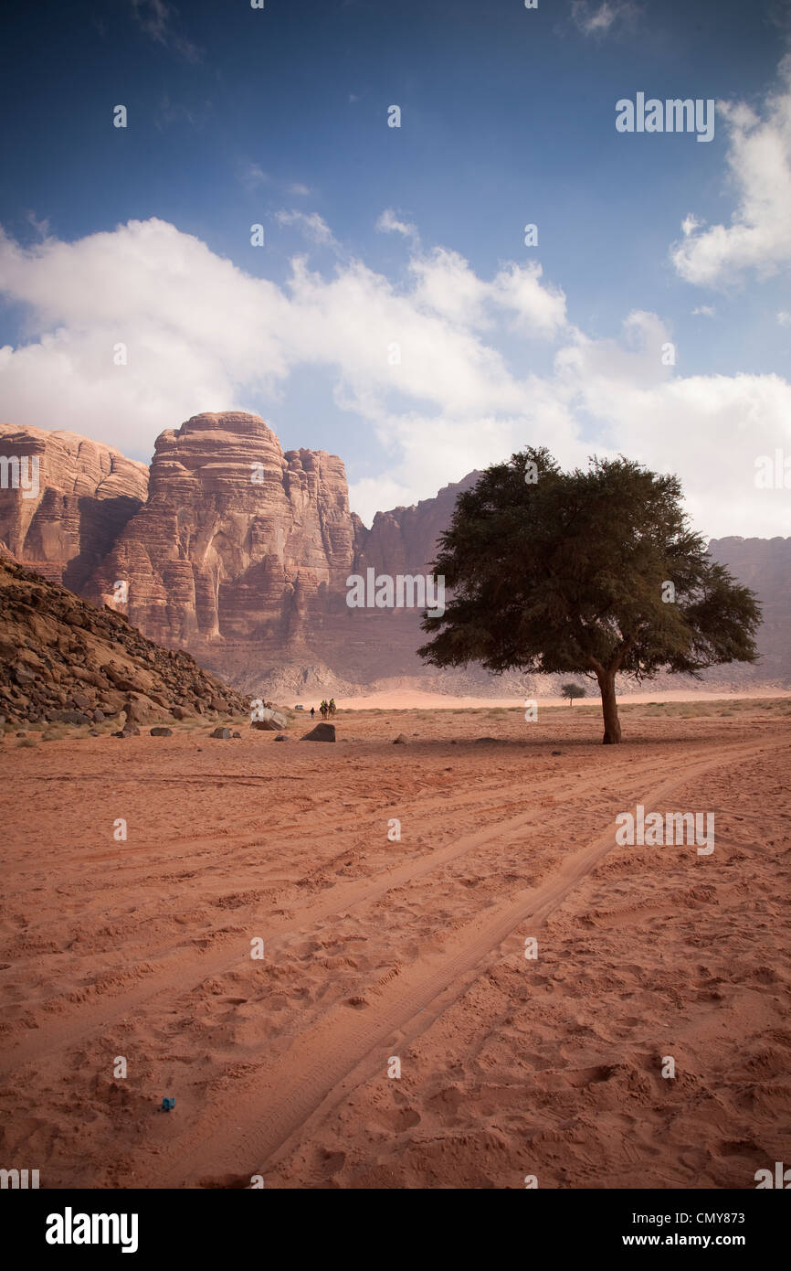 Acacia solitaire sur fond de vallée dans le Wadi-Rum. Banque D'Images