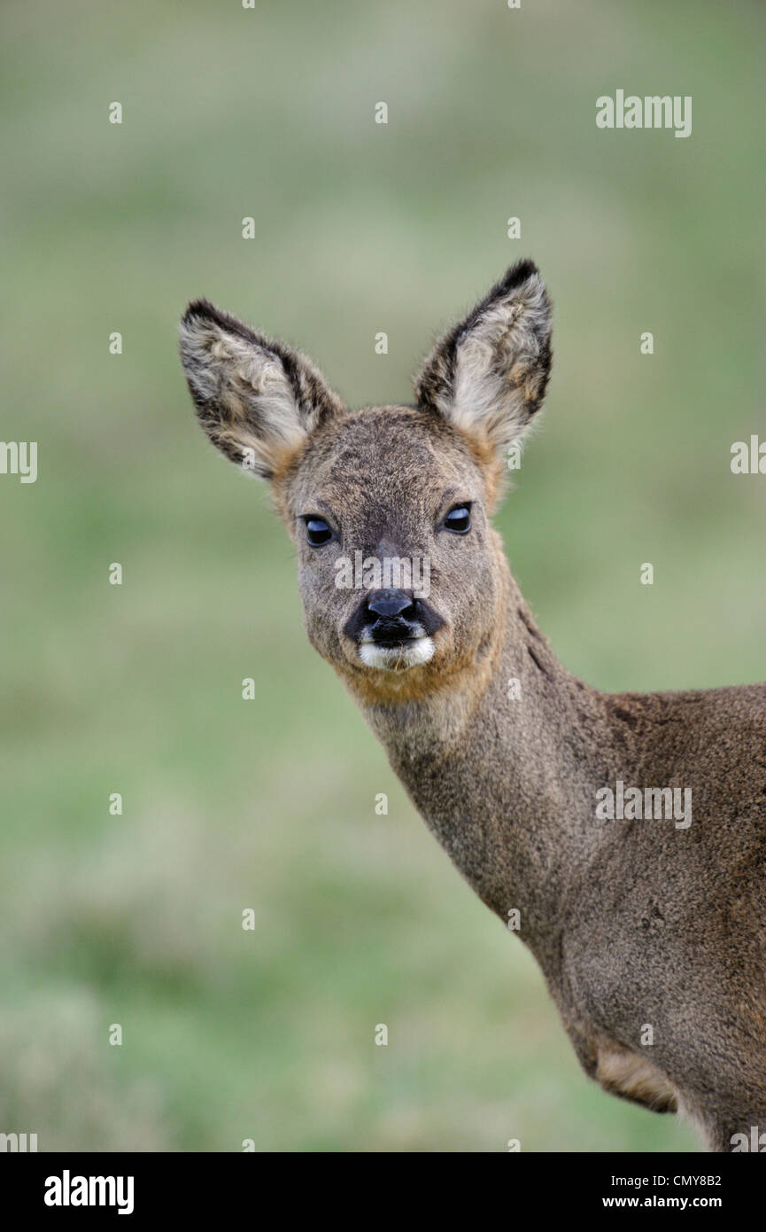 Le chevreuil (Capreolus capreolus) Banque D'Images