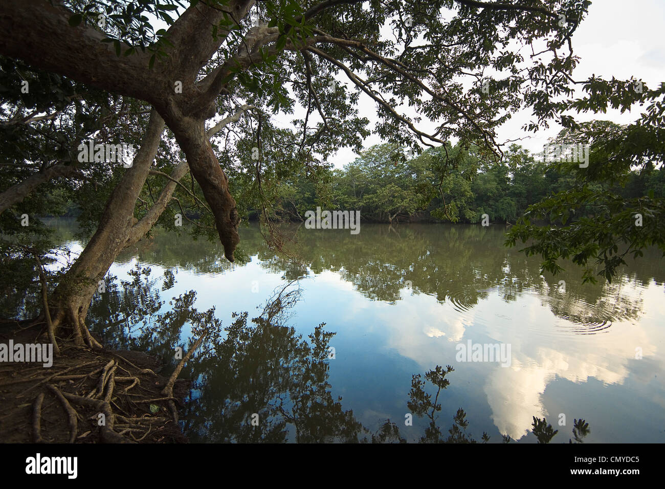 À la recherche de l'ensemble du parc national de Kumana Rivière Yala au parc national de Yala, Kumana, Province de l'Est, Asie, Sri Lanka Banque D'Images