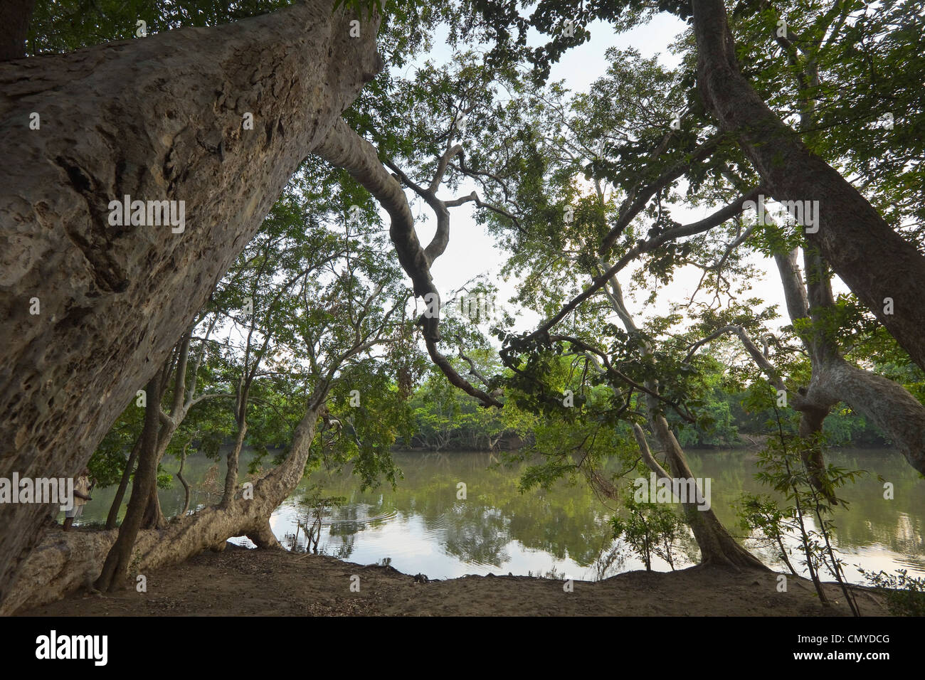 À la recherche de l'ensemble du parc national de Kumana Rivière Yala au parc national de Yala, Kumana, Province de l'Est, Asie, Sri Lanka Banque D'Images