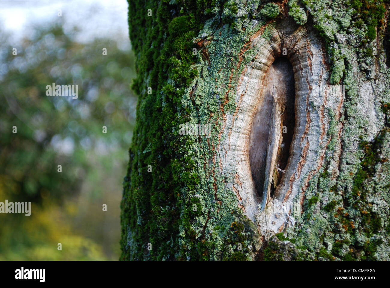 Trou de tronc d'arbre sur un arbre détail couverts avec moss Banque D'Images