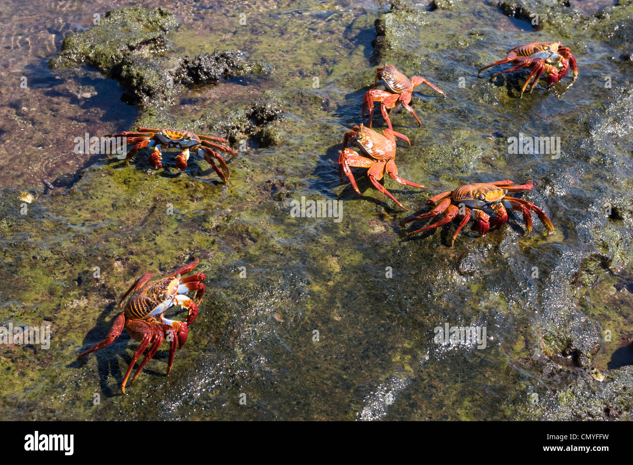 Les crabes rouges Îles Galápagos Banque D'Images