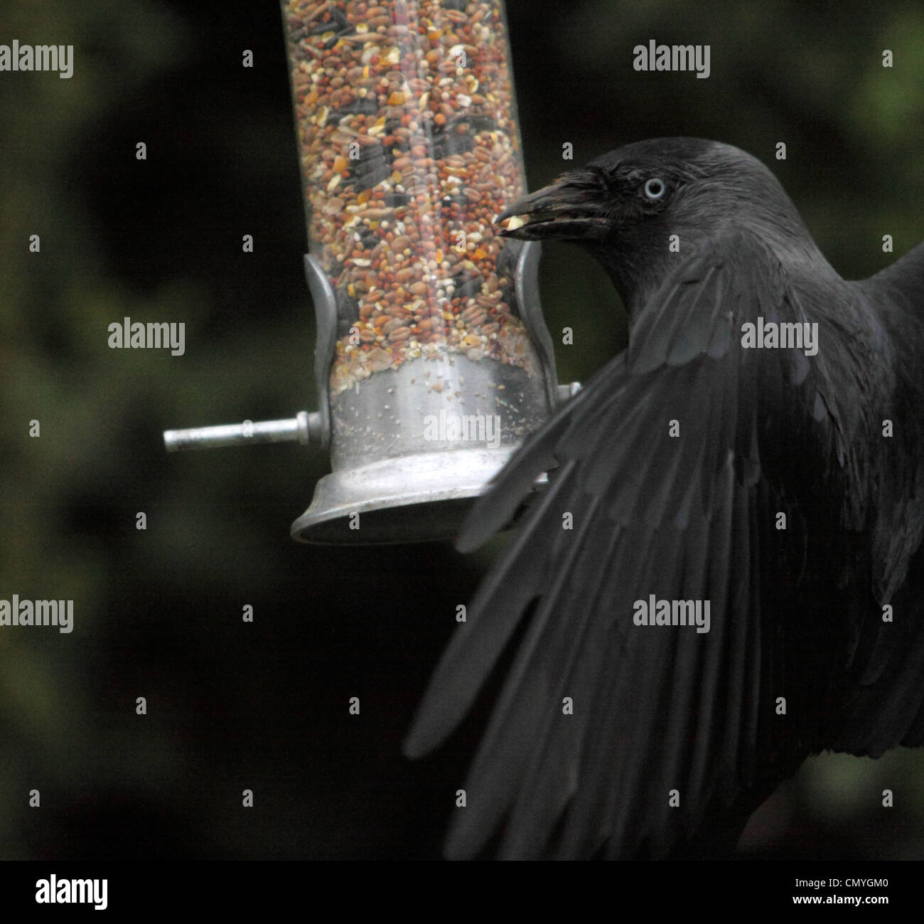 Choucas (Corvus monedula) bat des ailes, tandis qu'il tente de maintenir et d'obtenir des semences provenant d'une alimentation jardin Banque D'Images