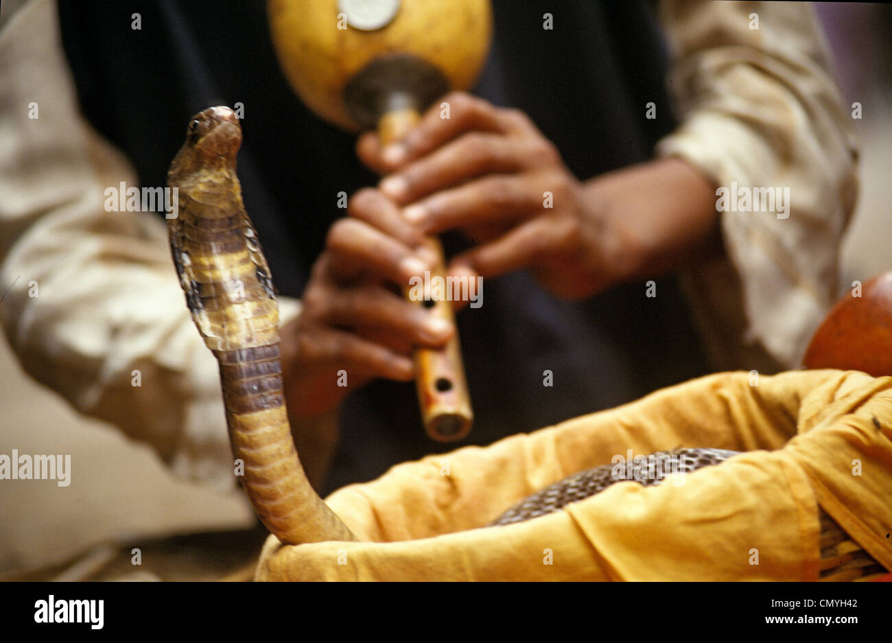 Charmeur de serpent en Inde Banque D'Images