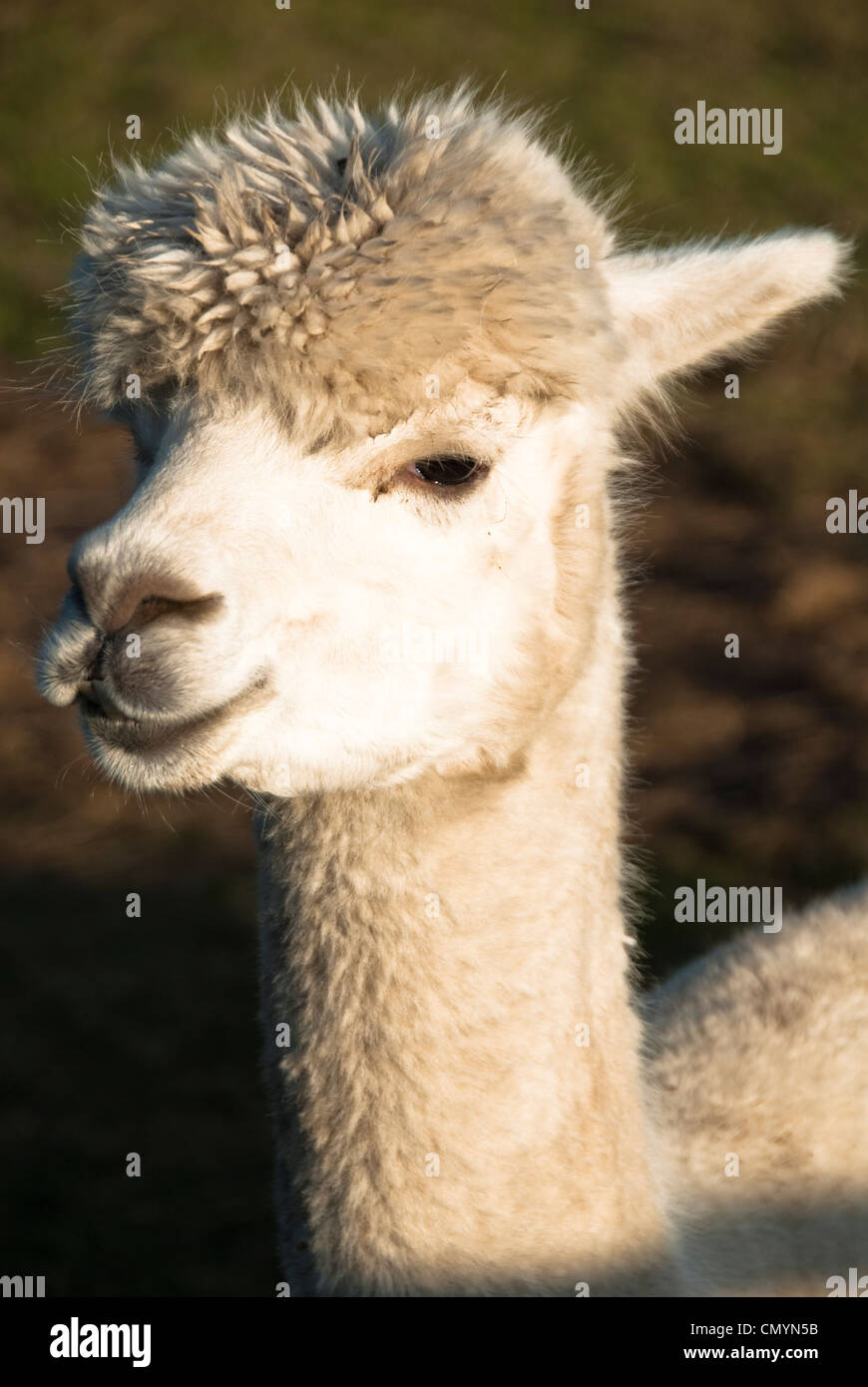 Un gros plan d'un alpaga sur une ferme britannique Banque D'Images