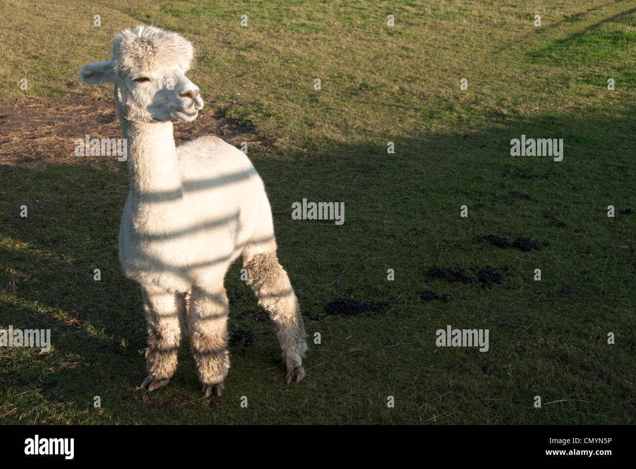 Un Alpaga attrape le dernier de le soleil de l'après-midi Banque D'Images