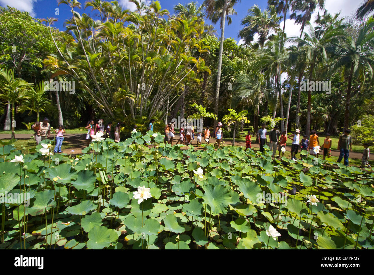 L'Ile Maurice, l'Afrique Nymphea lotus flower réservoir dans l'aéroport Sir Seewoosagur Ramgoolam Royal Jardin Botanique de Pamplemousses, classe de l'école, Banque D'Images