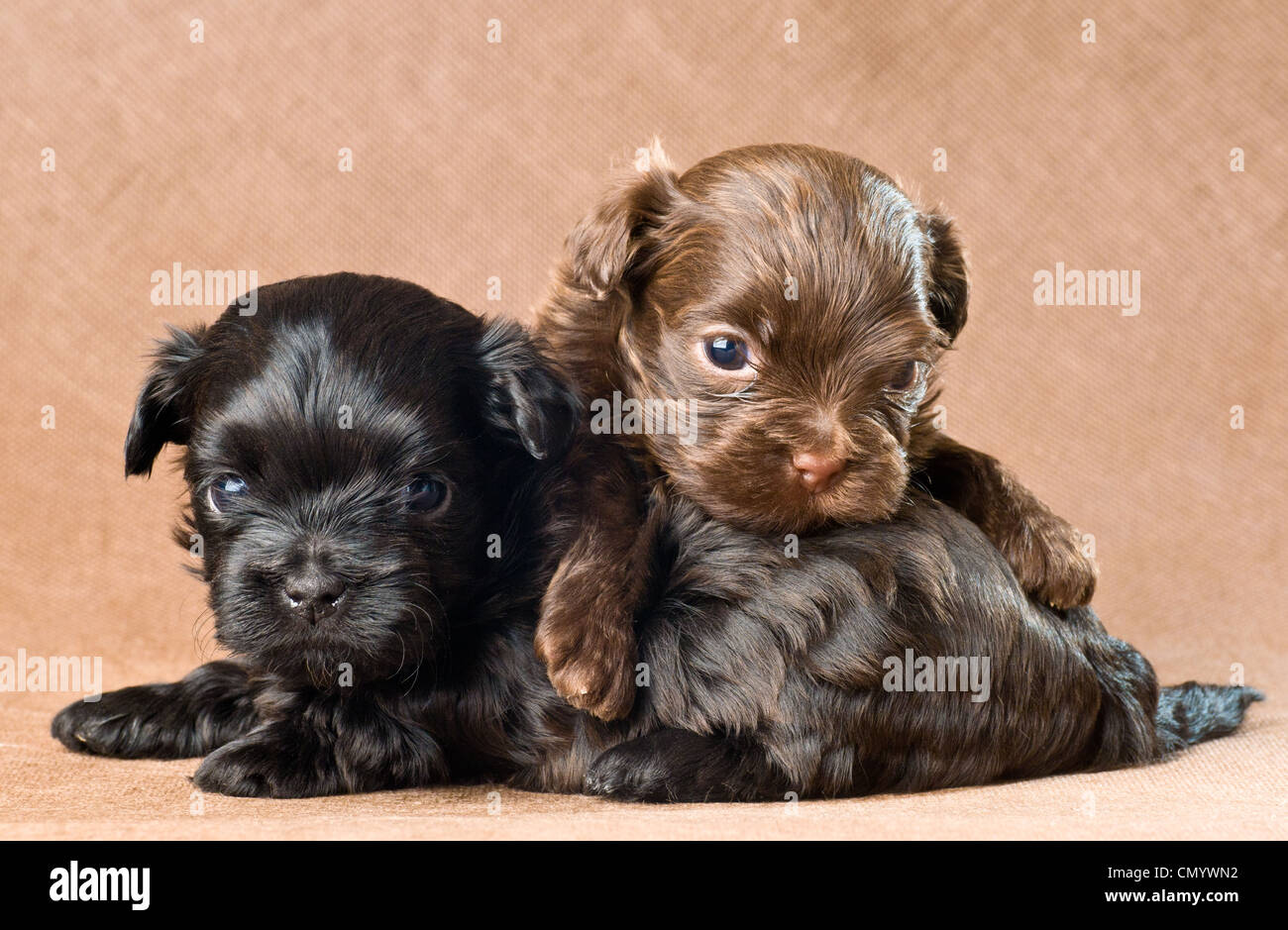 Petit Chien Image De Chien Mignon