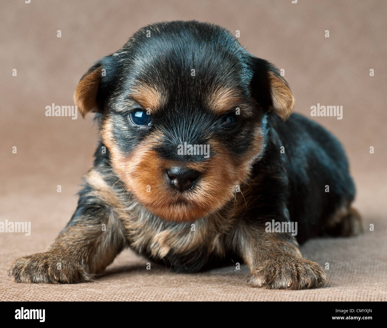 Les Animaux De Compagnie Chien Chien Lap Mignon Petit