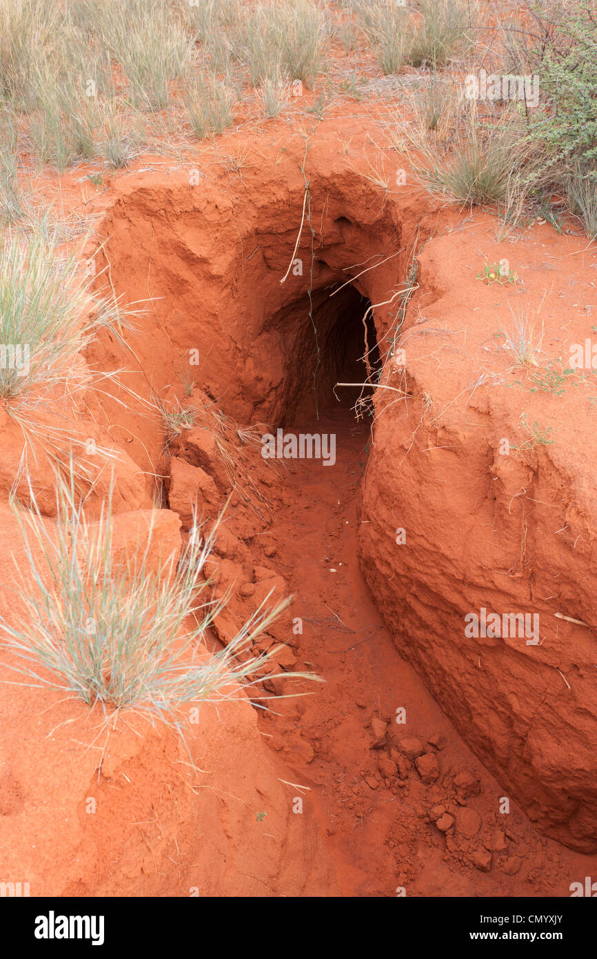 Hystrix africaeaustralis, Porcupine,burrow, Tswalu Kalahari Private Game Reserve, Afrique du Sud Banque D'Images