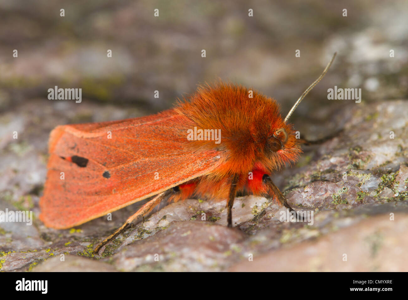 Phragmatobia fuliginosa Ruby (Tigre) papillon se reposant sur un rocher Banque D'Images