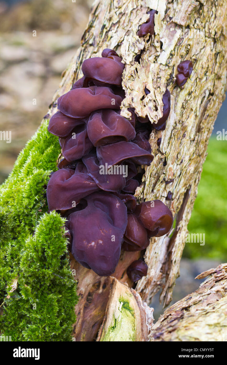 Jelly oreille (Auricularia auricula-judae) poussant sur un tronc d'arbre couvert de mousse Banque D'Images