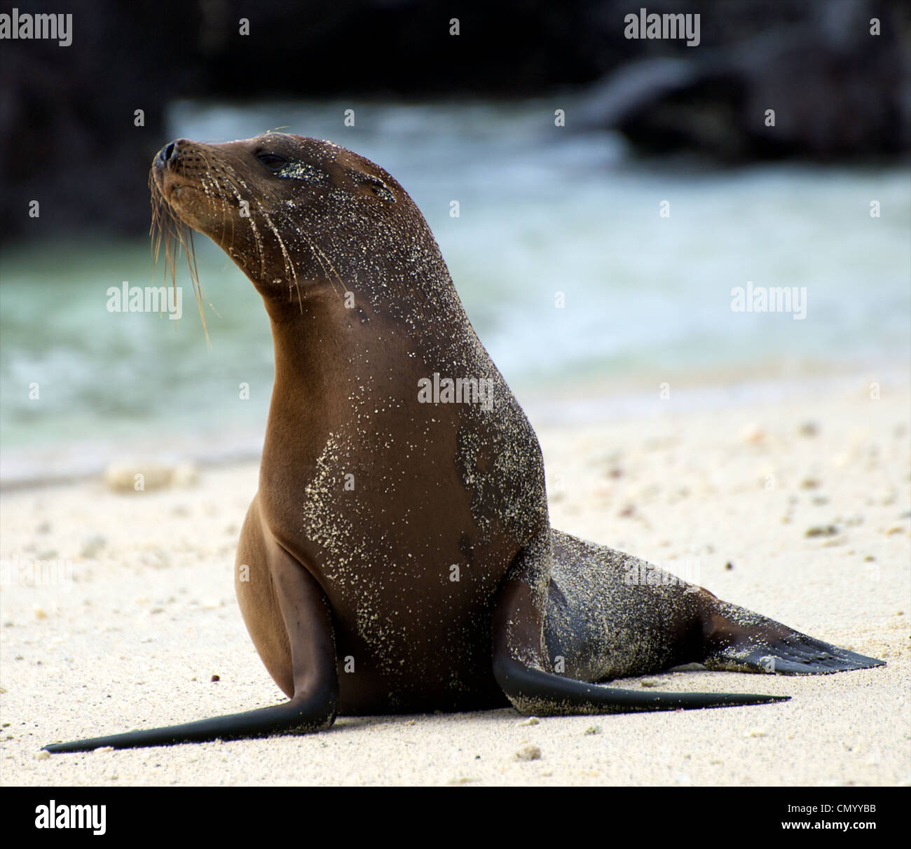 La faune des Galapagos Banque D'Images