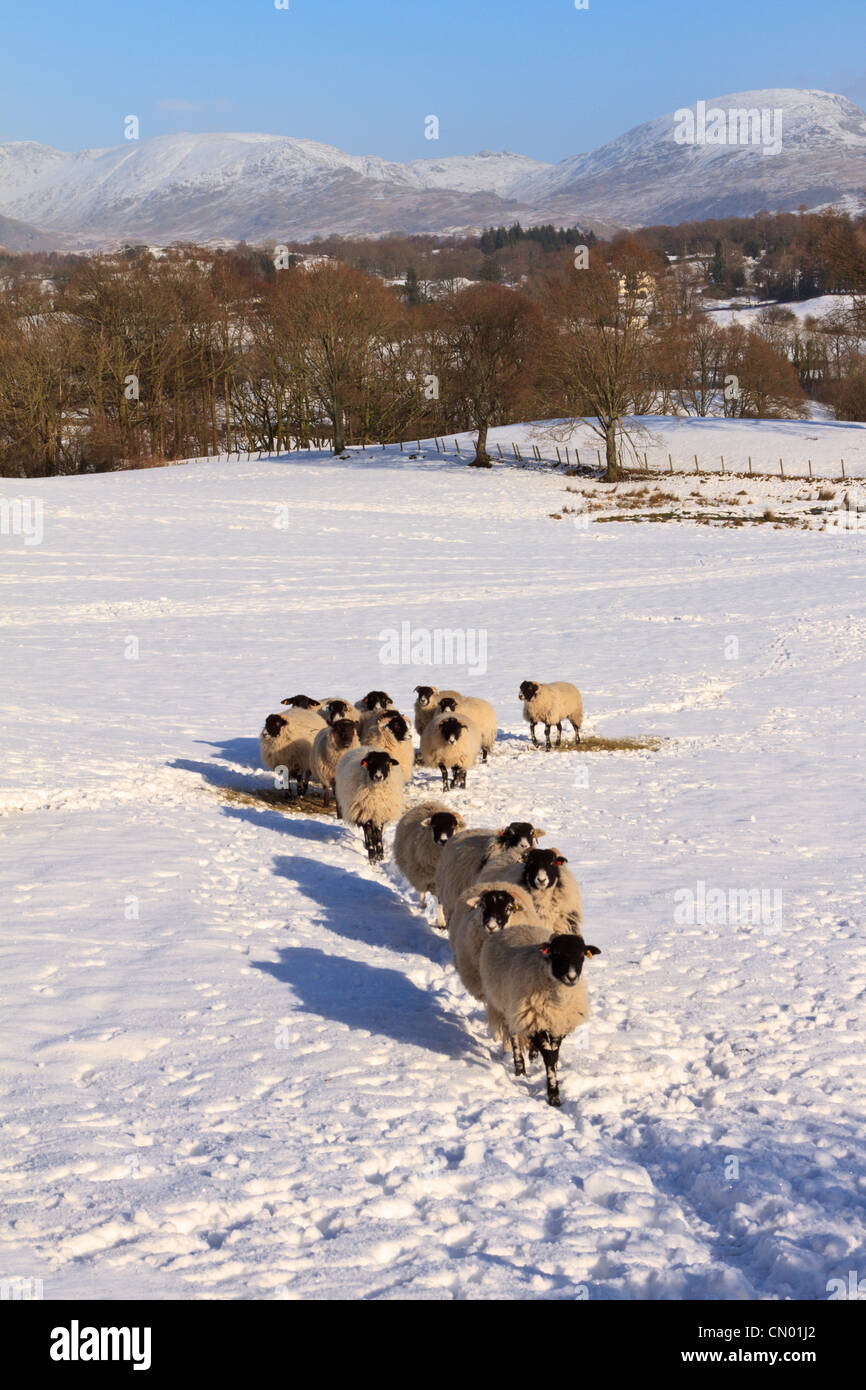 Les moutons en hiver, Parc National de Lake District, Angleterre Banque D'Images