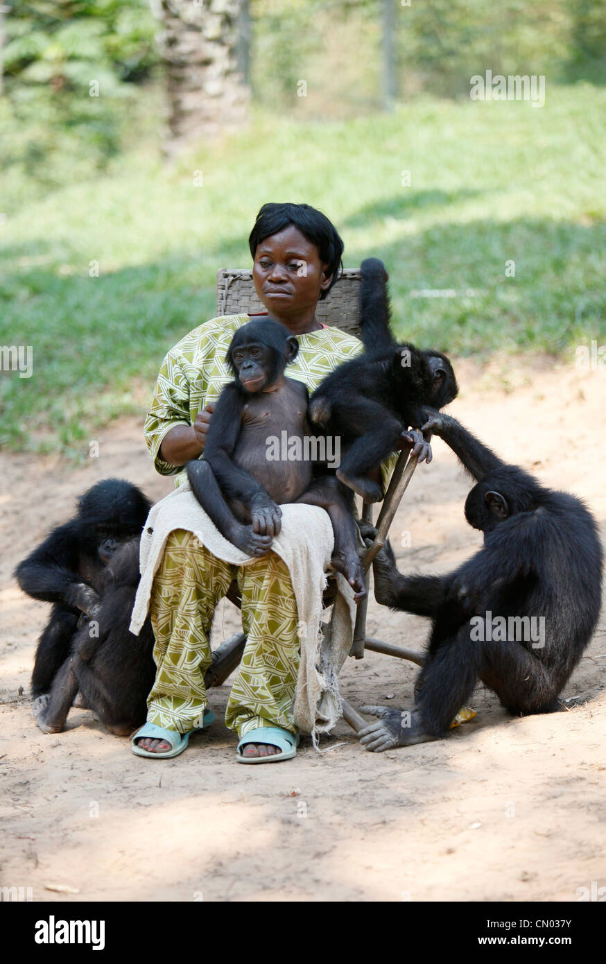 Une femme soignant s'occupe des singes Bonobo à la Lola Ya Bonobo sanctuary park en dehors de Kinshasa, RDC. Banque D'Images