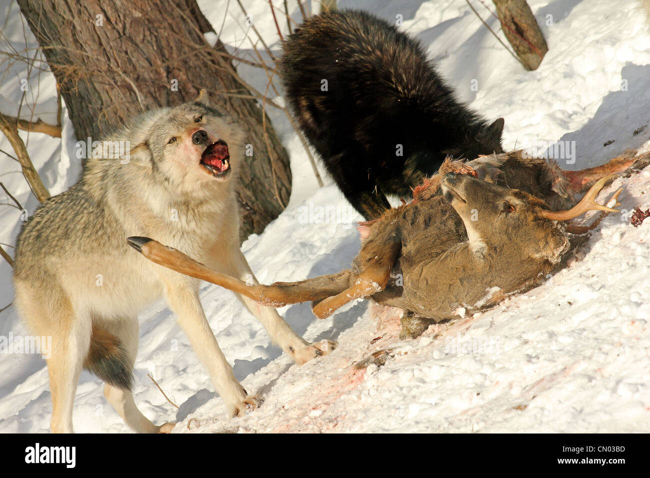 Le loup gris sauvages se nourrissent d'une carcasse de cerf (c'est un pack sauvages photographiés à partir d'une aveugle) Banque D'Images