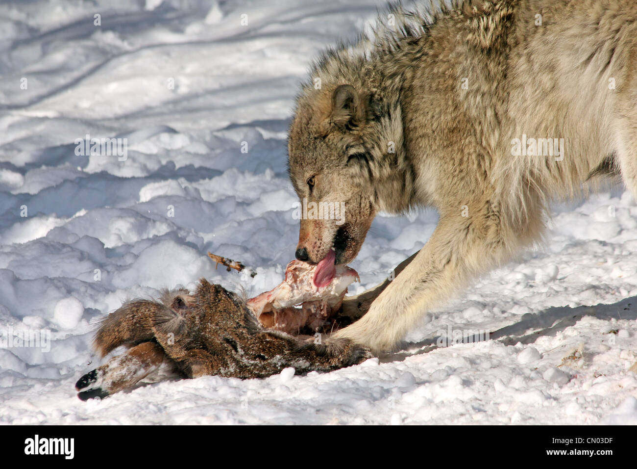 Le loup gris sauvages se nourrissent d'une carcasse de cerf (c'est un pack sauvages photographiés à partir d'une aveugle) Banque D'Images