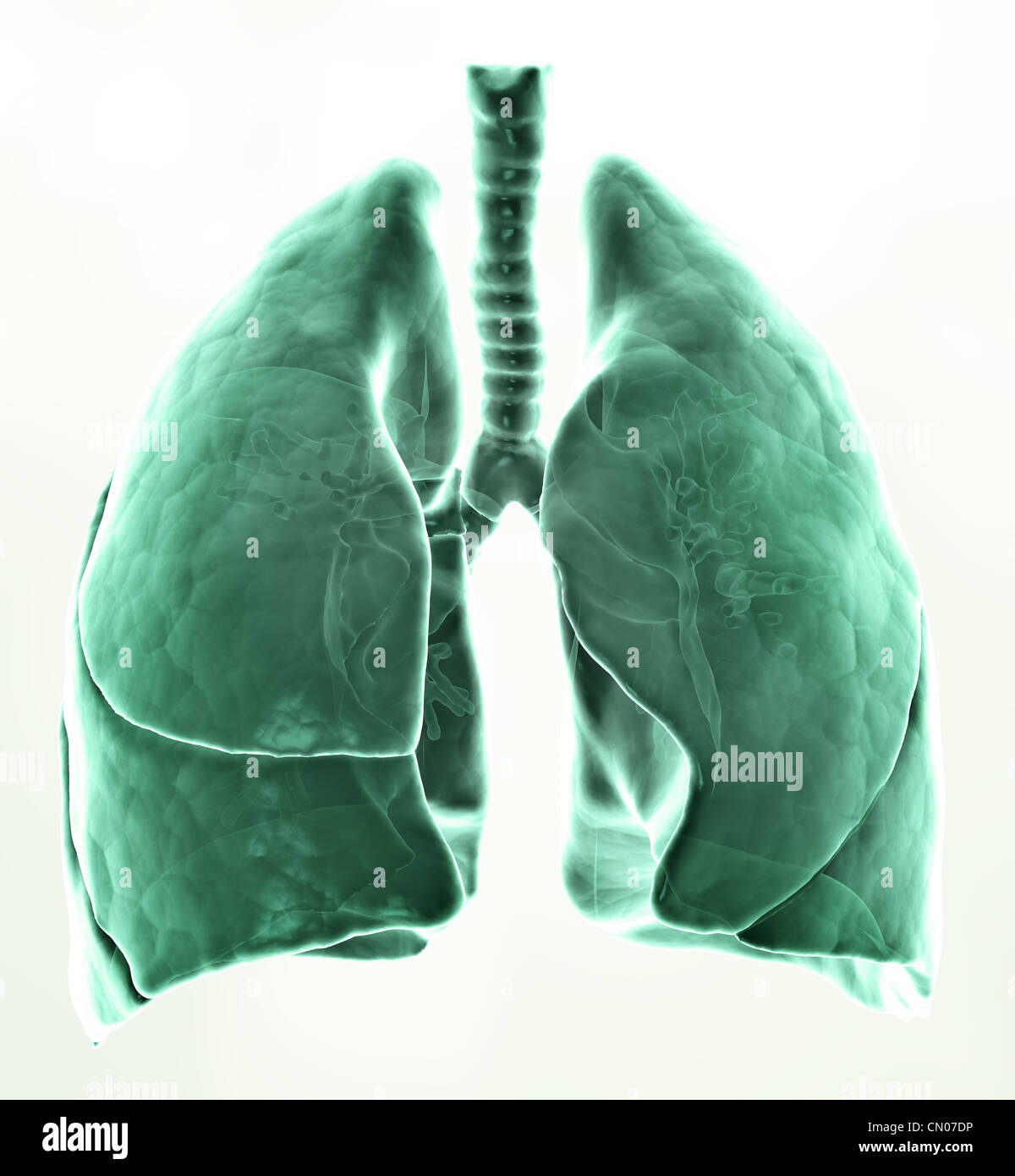 Illustration médicale 3D - poumons Banque D'Images