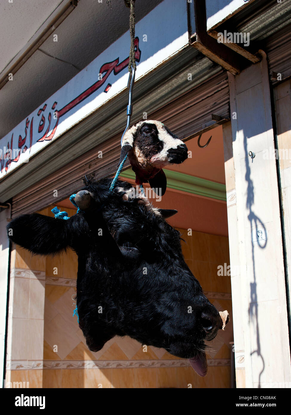 Têtes de vache, Feriana Tunisie Banque D'Images