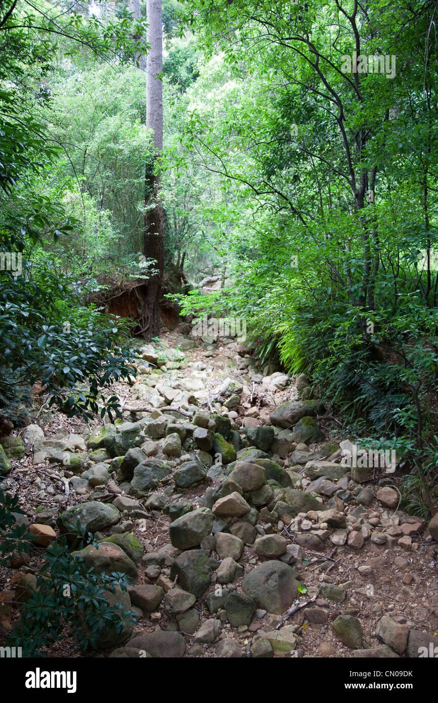 Forêt de Newlands au Cap Photo Stock - Alamy