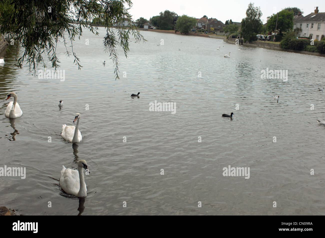 Les cygnes, Emsworth Harbour, Hampshire, Royaume-Uni. Banque D'Images