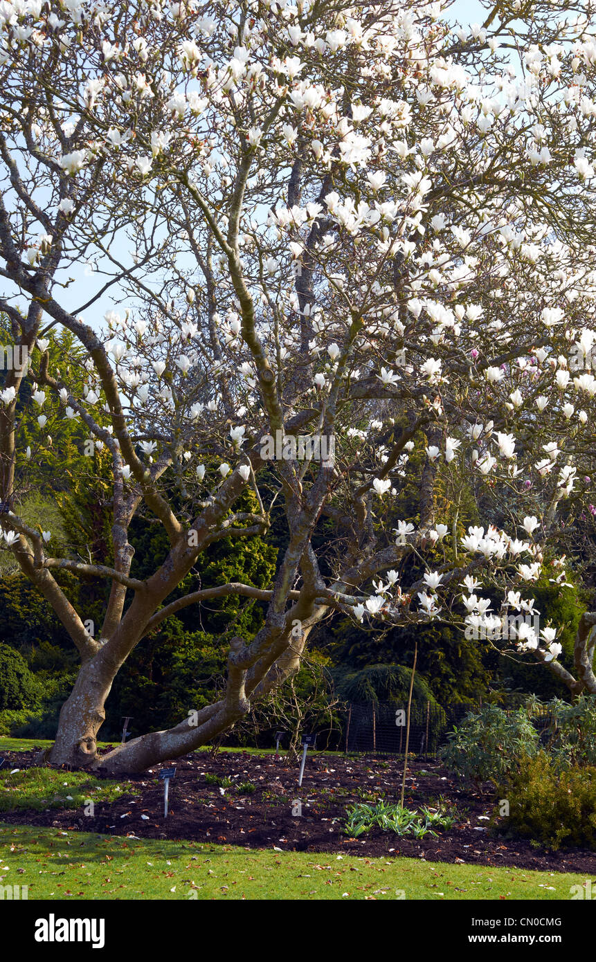 Magnolia X Soulangeana 'Rubra' ' (rose) et Magnolia X Soulangeana 'Alba Superba' (blanche) à Hillier Gardens, Hampshire Banque D'Images