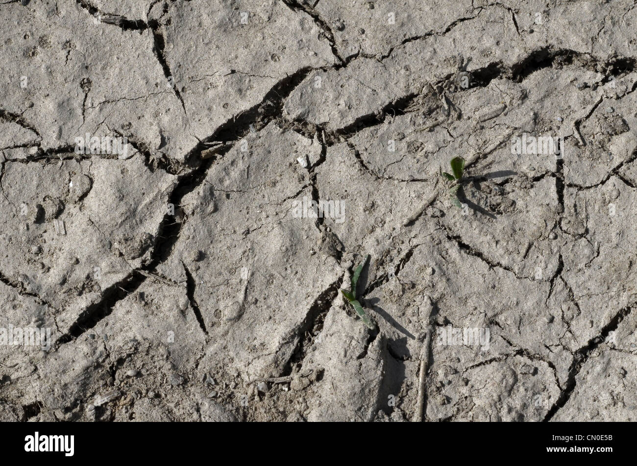 Période de sécheresse - sol séché / terre desséchée, mais toujours un peu d'humidité disponible ci-dessous de la surface fissurée. Concept vague de canicule, cultures, crise de l'eau Banque D'Images