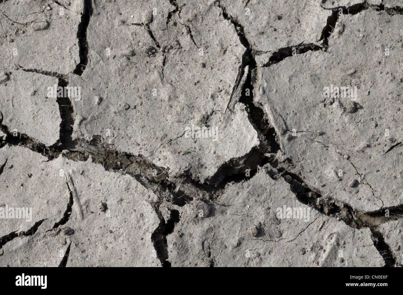 Période de sécheresse. Sol Séché / terre desséchée, mais un peu d'humidité disponible ci-dessous de la surface fissurée. Canicule les cultures, la crise de l'eau, des fissures dans la masse. Banque D'Images