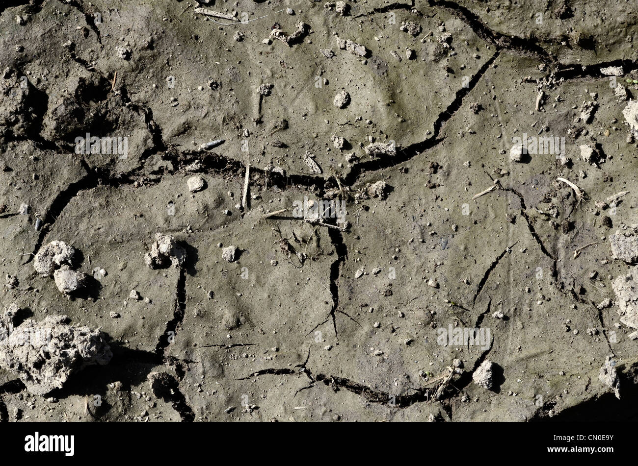 Portion de terrain boueux en train de sécher par période de sécheresse. Concept vague de canicule, cultures, crise de l'eau, des fissures dans le sol Banque D'Images