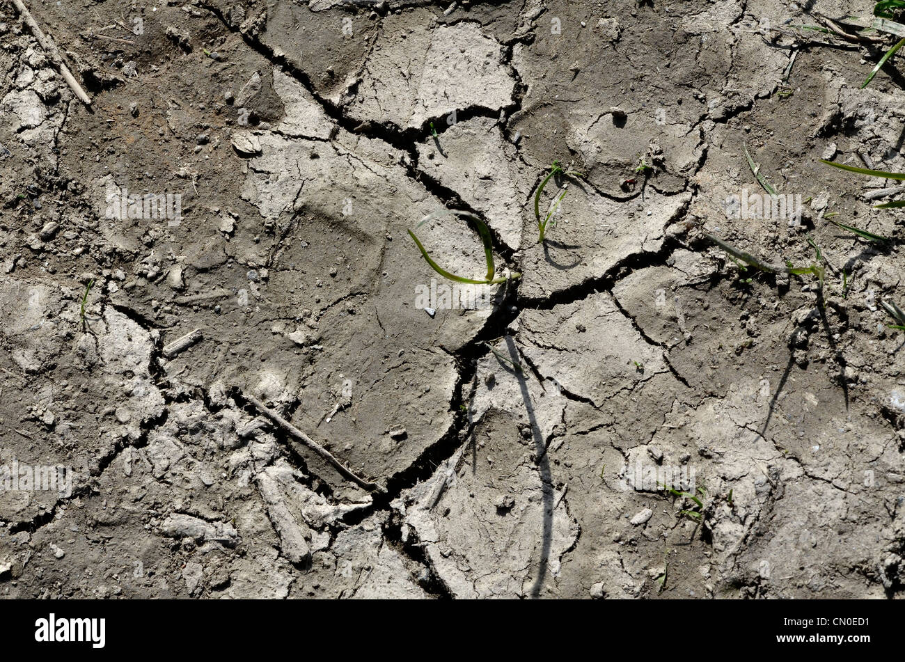 Portion de terrain boueux en train de sécher par période de sécheresse. Certains semis de graminées en preuve. Canicule canicule, cultures, des fissures dans la masse Banque D'Images